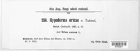 Hypoderma rubi image